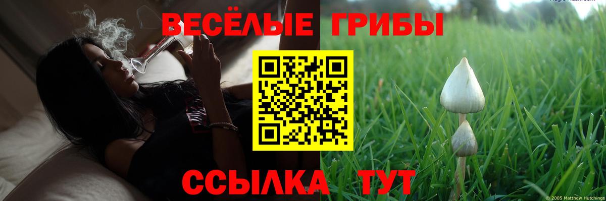 Галлюциногенные грибы Cubensis Нефтекумск